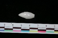 藏品(乳白彈頭螺)的圖片